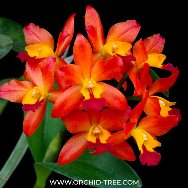 Cattleya (Ctt.) Ploenpit Fantasy 'Jairak' - BS