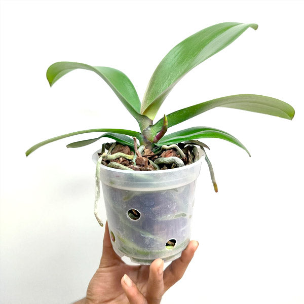 Phalaenopsis Polka Dots - FF