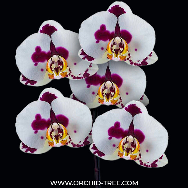 Phalaenopsis Combo Pack of 2 - FF
