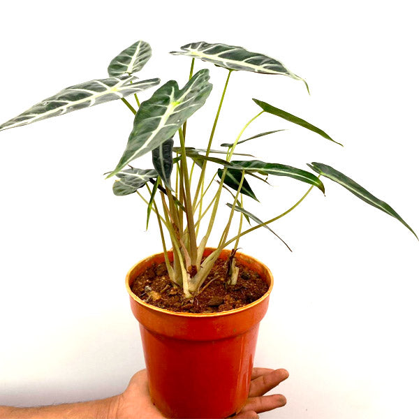 Alocasia Polly