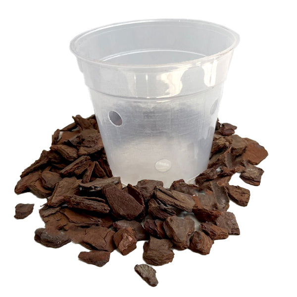 Get the plant repotted in 4.7" Clear Plastic Pot and Pine Bark Media