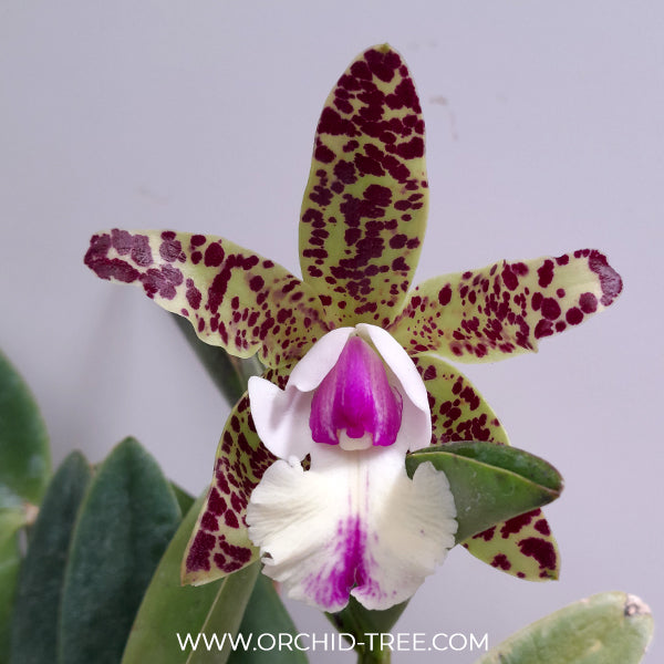 Cattleya Pradit Spot Orchid Plant - BS