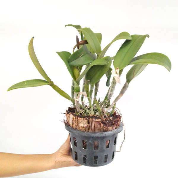 Cattleya (Rth.) Prakai Saed Orchid Plant - FF
