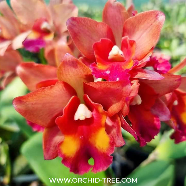 Cattleya (Rth.) Prakai Saed Orchid Plant - FF