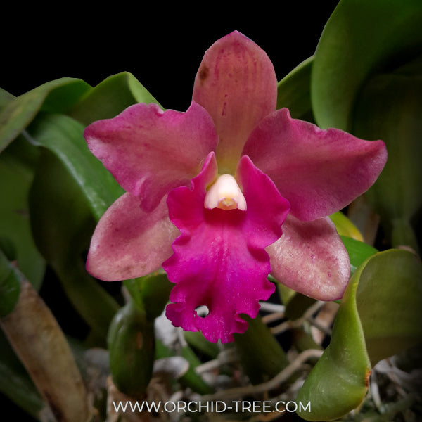Cattleya (Rth.) Prakai Saed Orchid Plant - BS