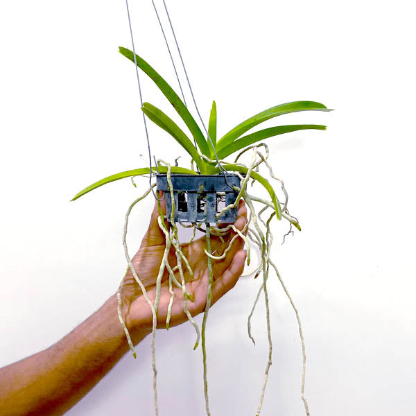 Vanda Prapathom Gold - SS