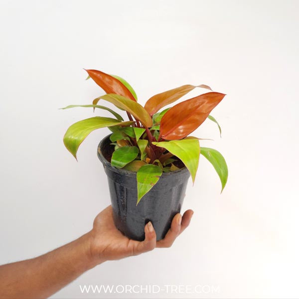 Philodendron Prince of Orange