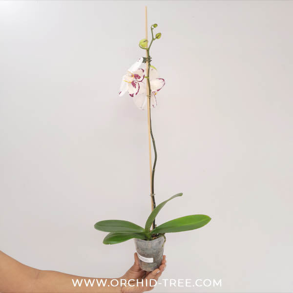 Phalaenopsis Princess White Orchid Plant - FF
