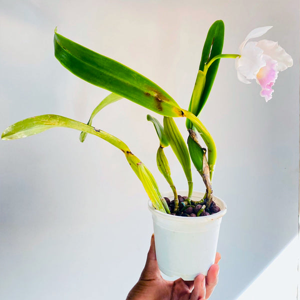 Cattleya purpurata var. russeliana sp. | BS