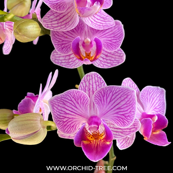 Phalaenopsis Younghome Purple Baby - BS