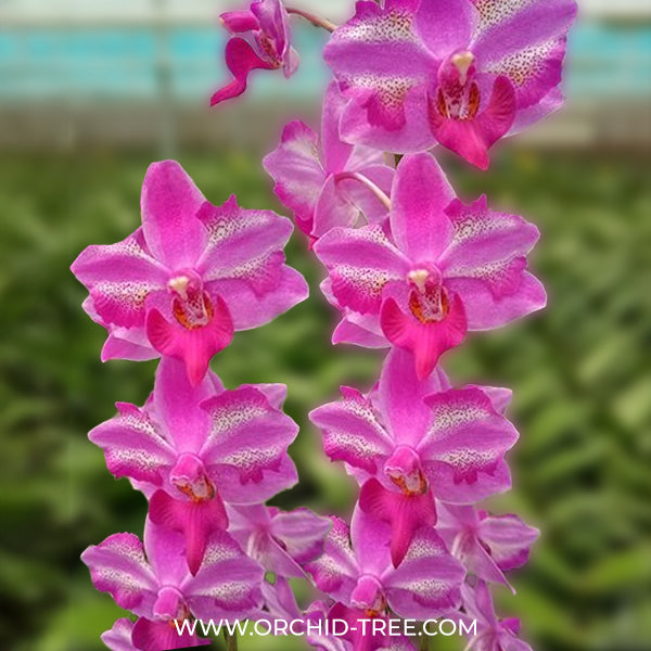 Phalaenopsis Purple Gem Miki Leopard Orchid Plant- BS