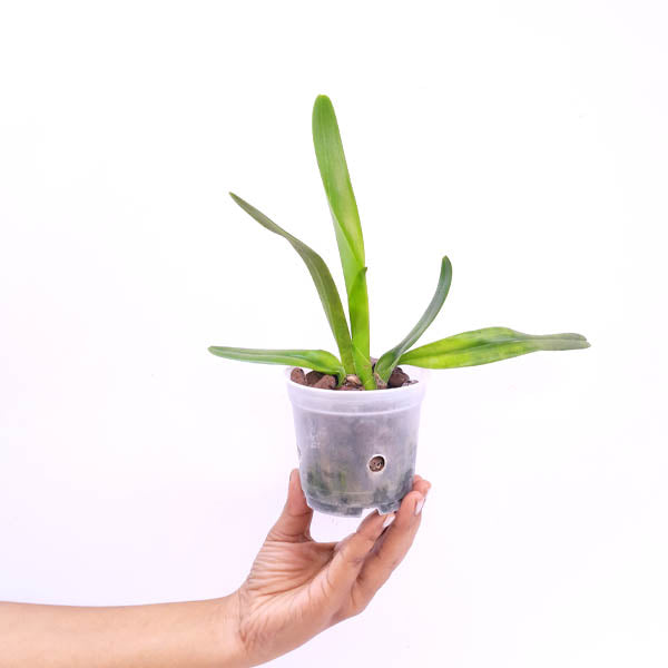 Cattleya (L.) purpurata sp. Orchid Plant - BS