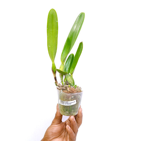 Cattleya (L.) purpurata var. striata × sib - BS