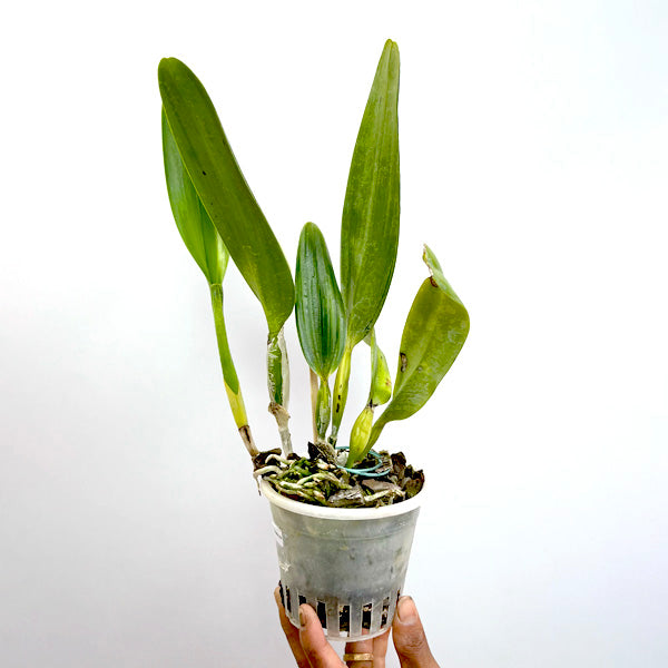 Cattleya purpurata var. alba | BS