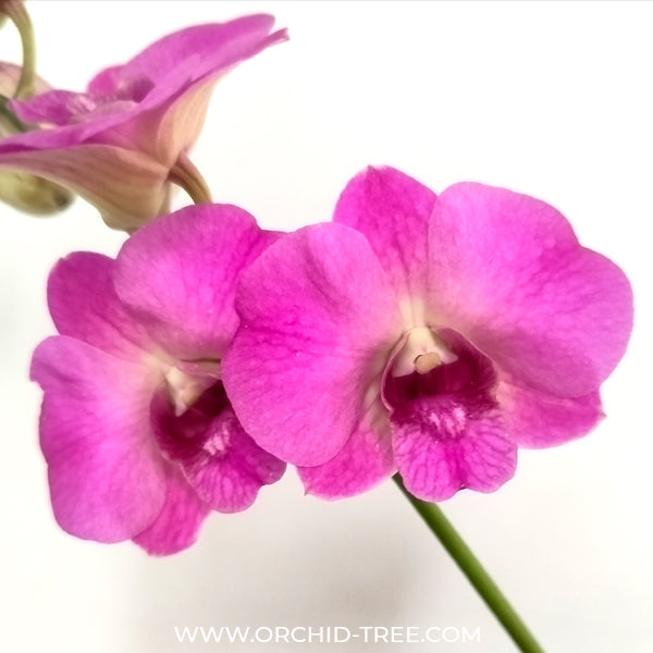 Dendrobium Queen Pink x Compactum - BS