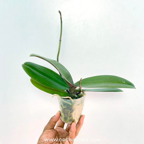 Phalaenopsis Queen Beer - FF