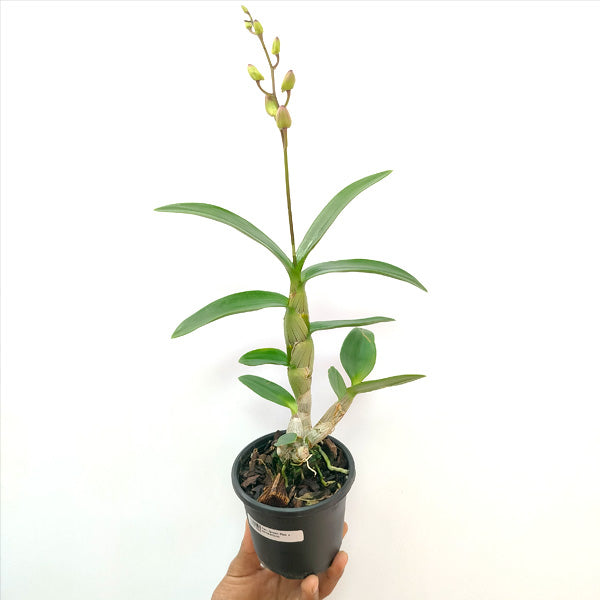 Dendrobium Queen Pink x Compactum - BS