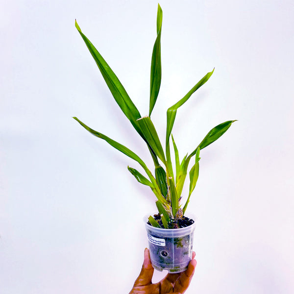 Oncidium Hwuluduen Wasp Queen Bee - BS