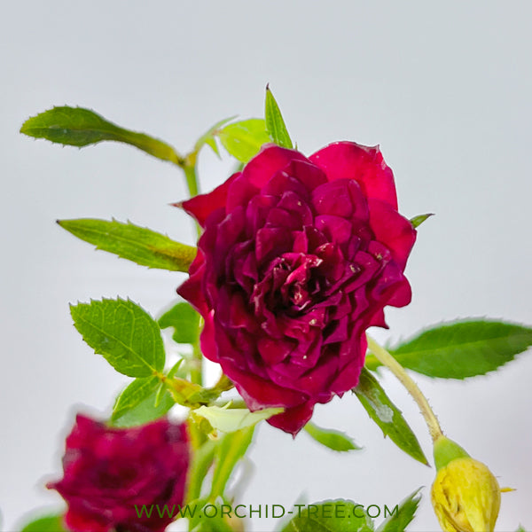 Creeper Red Rose - Buy Orchids Plants Online by Orchid-Tree.com