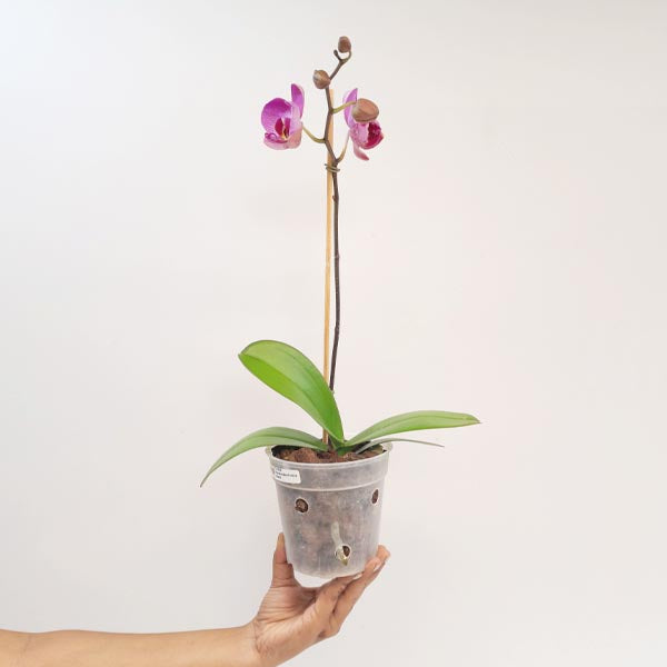 Phalaenopsis Fullers Rabbit Orchid Plant-FF