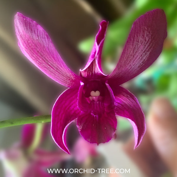 Dendrobium Ceasar Red Captain Orchid Plant - BS