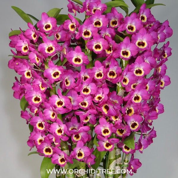 Dendrobium Red Emperor 'Prince' Orchid Plant - BS