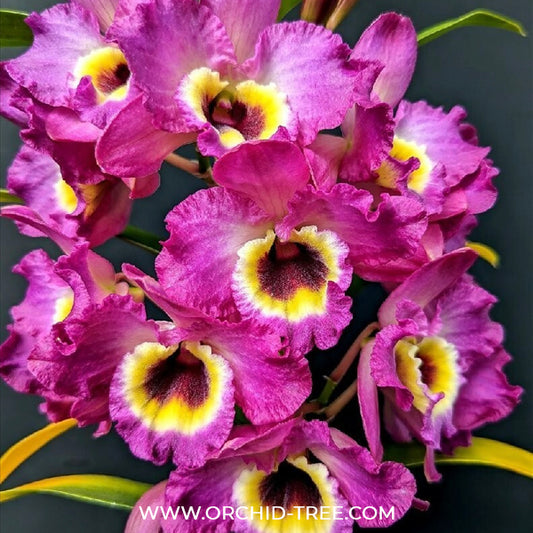 Dendrobium Red Emperor 'Prince' Orchid Plant - BS