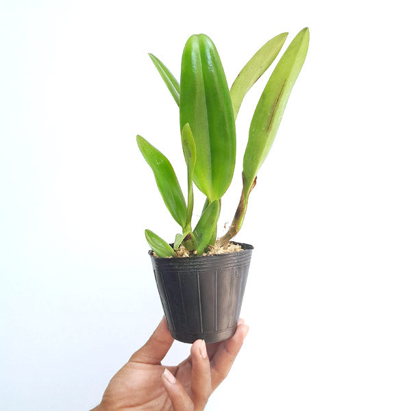 Cattleya (Rth) Shinfong Red Mudan - BS