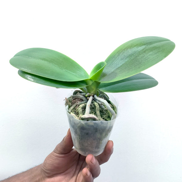 Phalaenopsis Red Peoker - FF - Buy Orchids Plants Online by Orchid-Tree.com