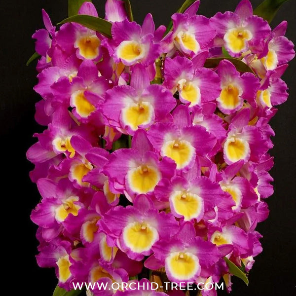 Dendrobium Nobile Red River Orchid Plant - BS
