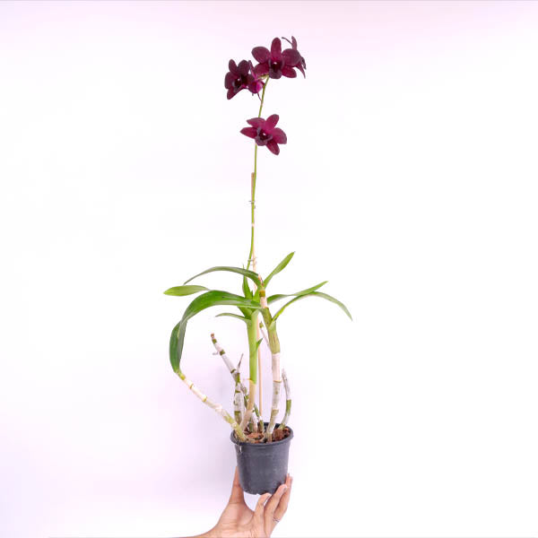 Dendrobium Red Town Orchid Plant - FF