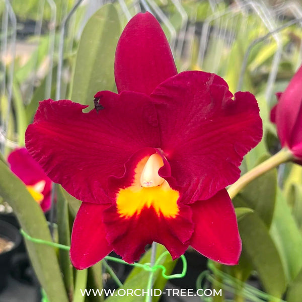 Cattleya (Rth) Shinfong Red Mudan - BS