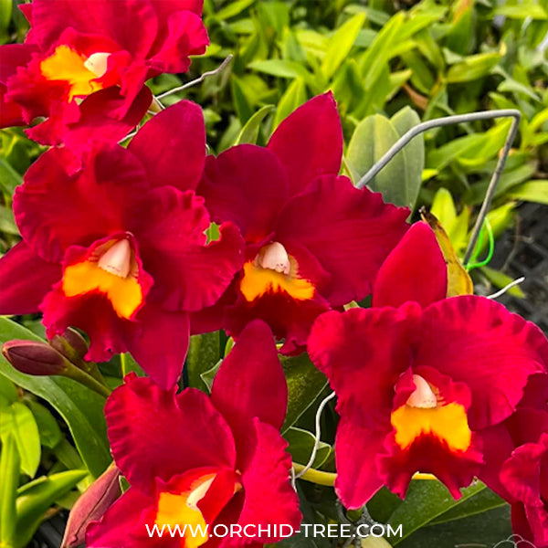Cattleya (Rth) Shinfong Red Mudan - BS