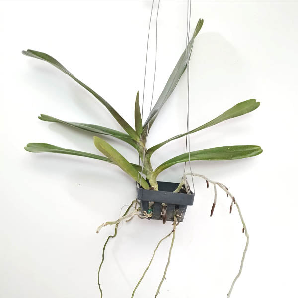 Renanthera Azimah x Rhynchostylis gigantea Orchid Plant - BS