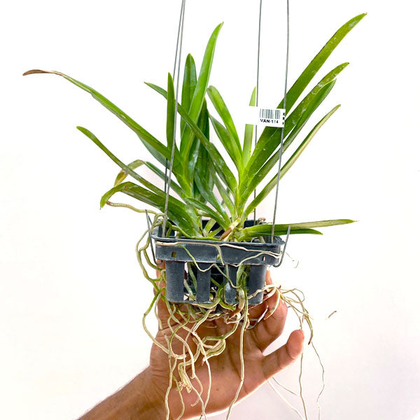 Renanthera philippines x Neofinetia falcata - BS