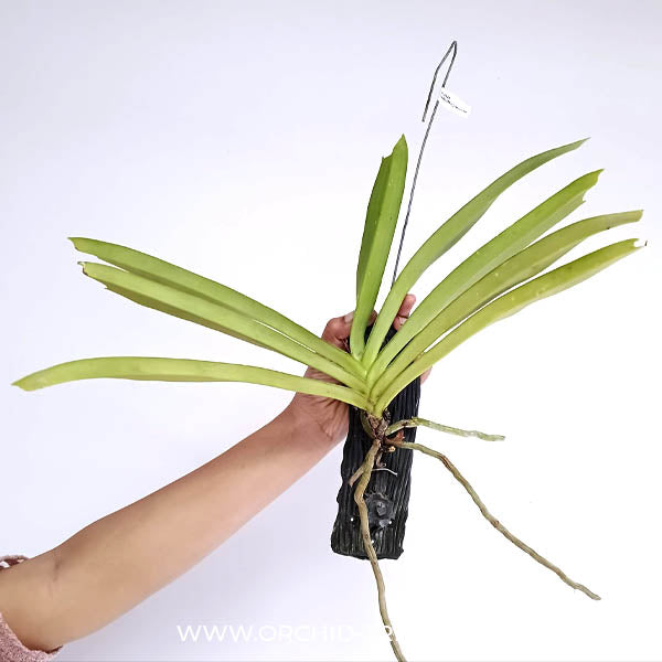Rhynchostylis retusa Pink sp. Orchid Plant - BS