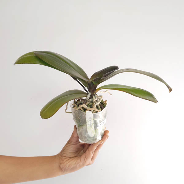 Phalaenopsis GC Reyoung Lava Orchid Plant - BS