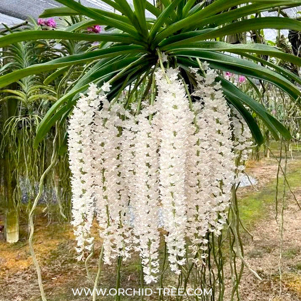 Rhynchostylis retusa var. alba sp. Orchid Plant - BS