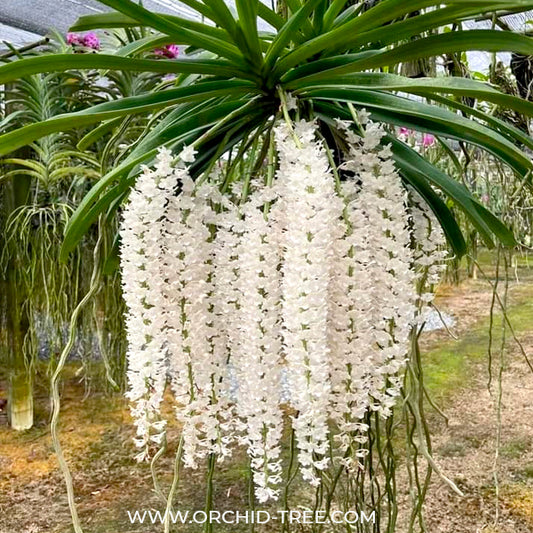 Rhynchostylis retusa var. alba sp. Orchid Plant - BS