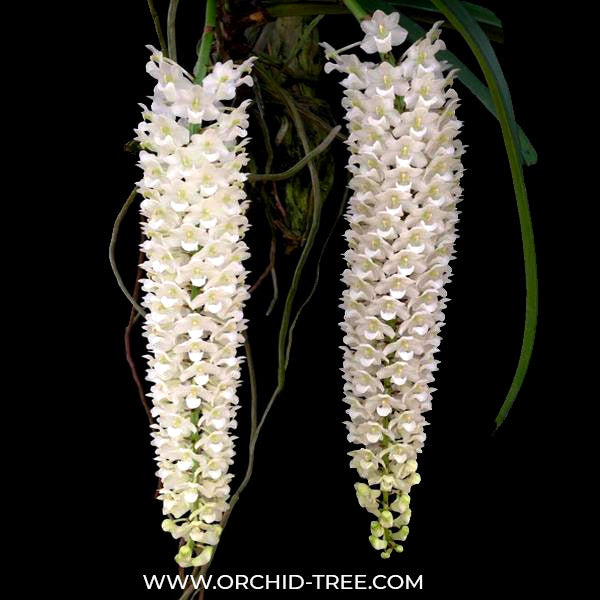Rhynchostylis retusa var. alba sp. Orchid Plant - BS
