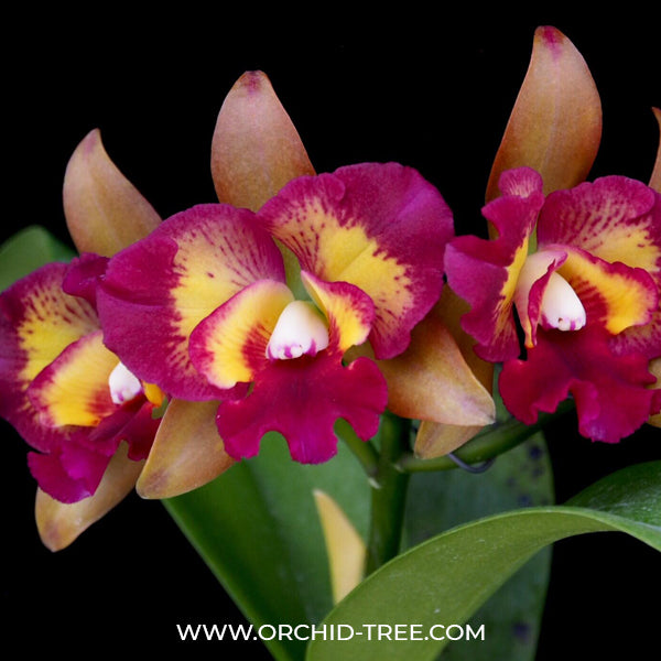 Cattleya (Ctt) River Kwai Floating Orchid Plant -BS