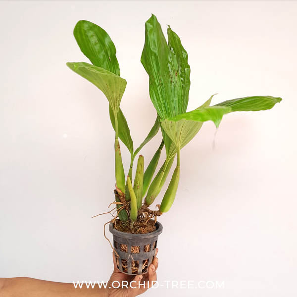 Coelogyne rochussenii sp. Orchid Plant - BS