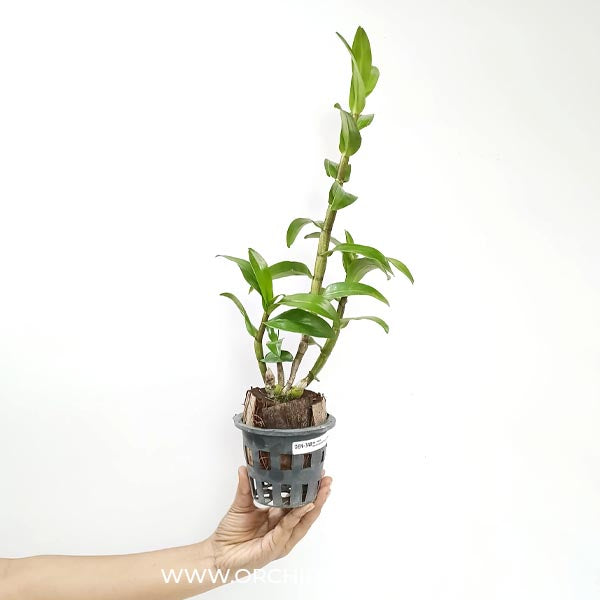 Dendrobium Roongakamol Orchid Plant - BS