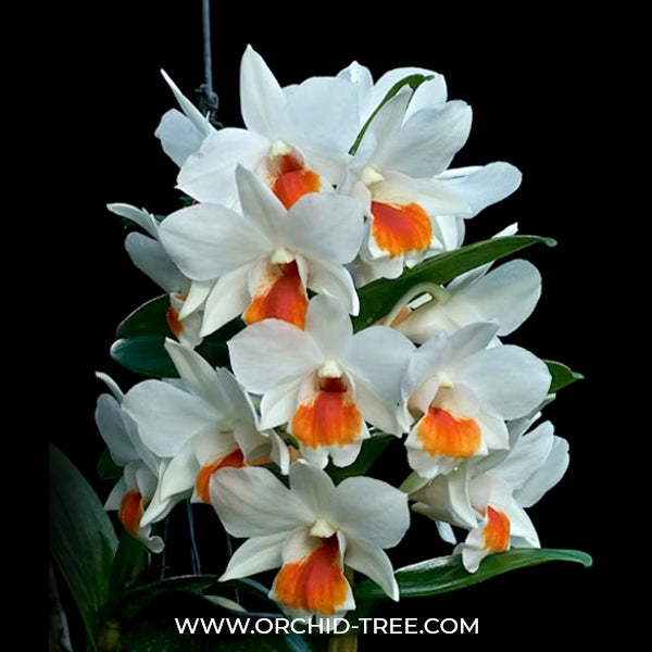 Dendrobium Roongakamol Orchid Plant - BS