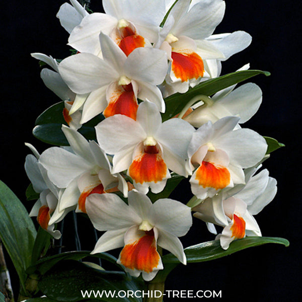 Dendrobium Roongkamol Vejvarut - BS