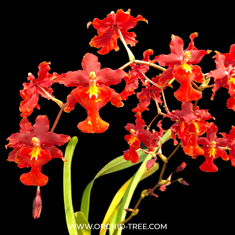 Oncidium (Burr.) Guann Shin Rouge 'Ruby'- BS