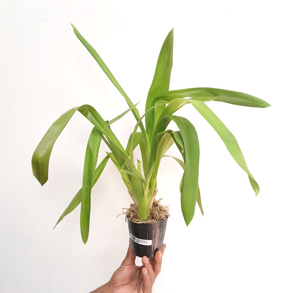 Oncidium (Burr.) Guann Shin Rouge 'Ruby'- BS