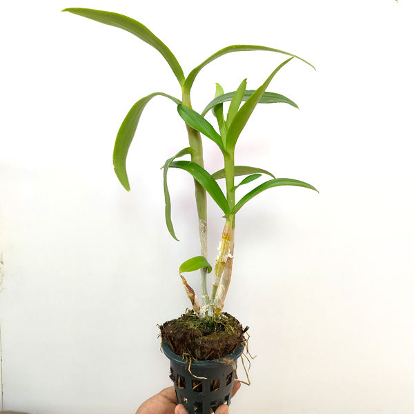 Dendrobium Round Red - BS