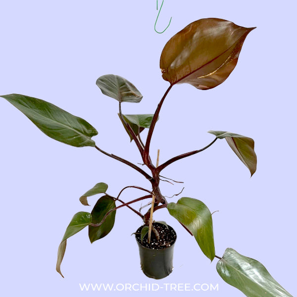 Philodendron Royal Queen