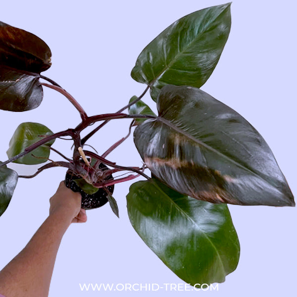 Philodendron Royal Queen